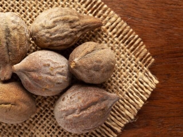 bibhitaki (terminalia bellirica)