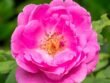 rosa damascena