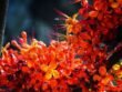 ashoka (saraca asoca)