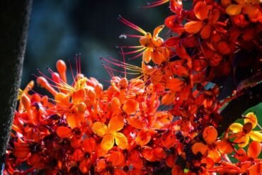 Agni: o poder transformador no Ayurveda