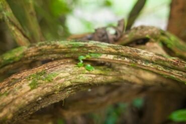 Shatavari: a rainha das ervas no Ayurveda