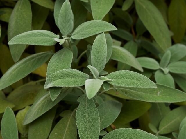 sálvia (salvia officinalis)