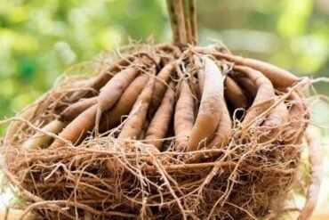 Dhatus: os 7 tecidos corporais no Ayurveda