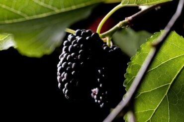 Brahmacharya no Ayurveda: o que é e qual a sua importância?