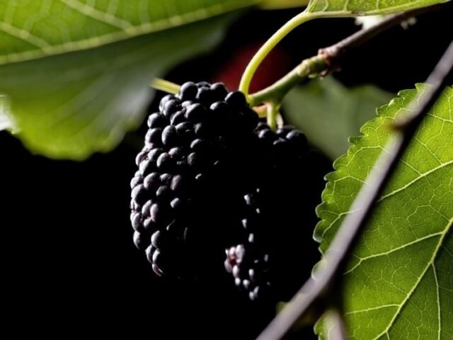 amora miura (morus nigra)