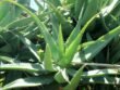 babosa (aloe vera)