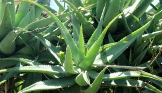 babosa (aloe vera)
