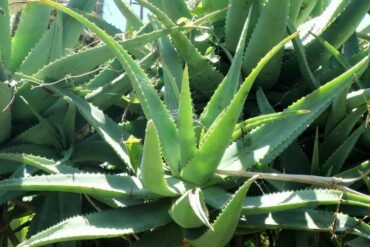 Rasayana: a fonte da juventude no Ayurveda