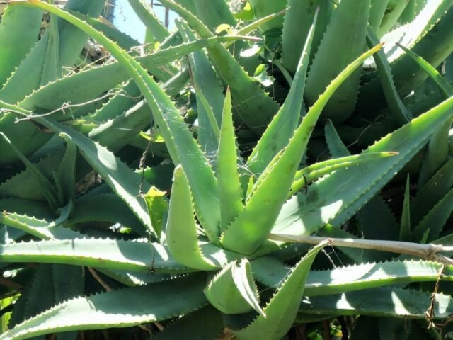 babosa (aloe vera)