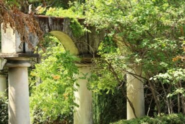 Mucuna preta: para que serve e quais os seus benefícios?