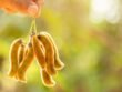 mucuna preta (mucuna pruriens)
