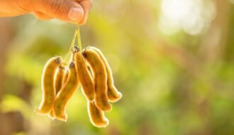 mucuna preta (mucuna pruriens)