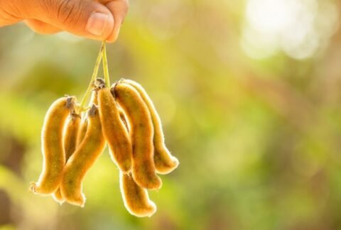 mucuna preta (mucuna pruriens)