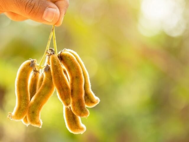 mucuna preta (mucuna pruriens)
